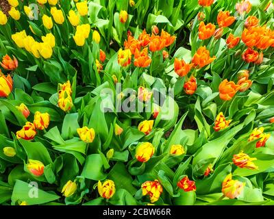 Tulipes au Flower Dome Banque D'Images