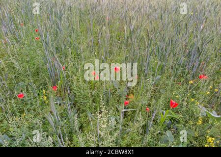 Les oreilles d'orge mûrissent au soleil d'été dans un champ Dans l'Oxfordshire avec quelques coquelicots sauvages Banque D'Images