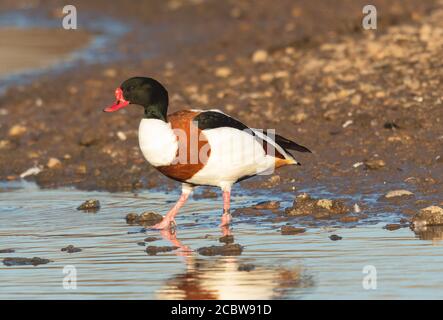 Shelduck mâle dans le plumage de reproduction Banque D'Images