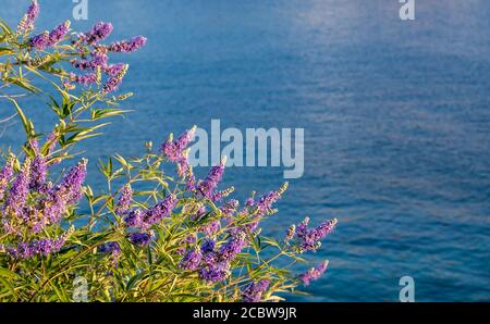 Plante de lavande sauvage pourpre, sur Blur Kea, Tzia île fond de mer. Gros plan de fleurs de levander fleuries et clair, bleu calme mer grecque, copie Banque D'Images