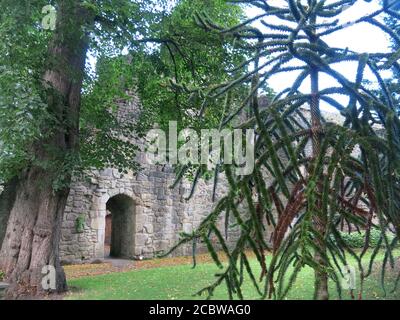 Le domaine de l'abbaye de Whalley dans la vallée de Ribble avec des murs de pierre anciens et un arbre de puzzle de singe. Banque D'Images