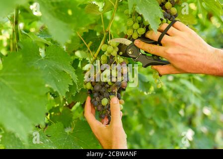 Main mâle tenant et coupant le groupe de raisin avec jardin ciseaux montrant le groupe semi mûri de juteux et délicieux raisins noirs Banque D'Images