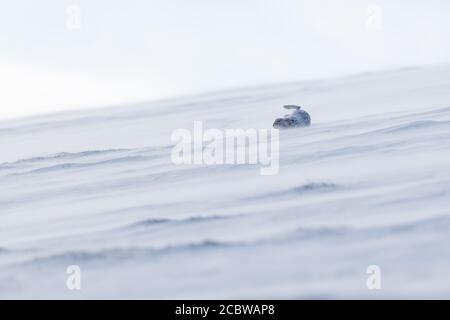 Lièvre d'Amérique (lepus timidus) roulant sur une colline enneigée Banque D'Images