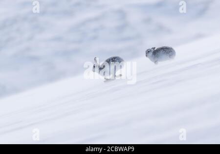 Lièvres de montagne (lepus timidus) S'enchassant les uns les autres sur une colline écossaise enneigée Banque D'Images