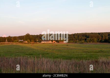 Coucher de soleil dans le champ russe. Herbes Banque D'Images