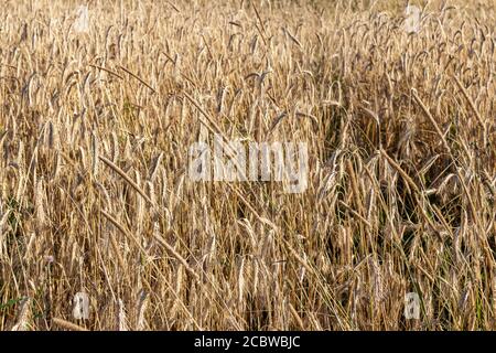 Épillets de blé, champs de blé, agriculture, village russe Banque D'Images