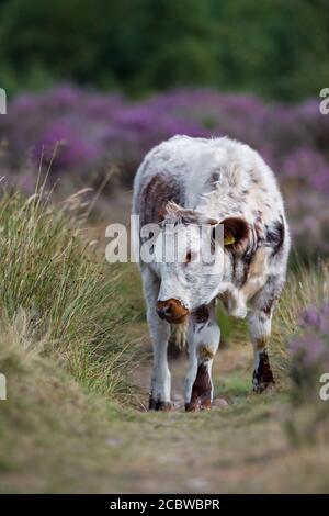 Bétail de Longhorn anglais se nourrissant par la bruyère de floraison. Banque D'Images