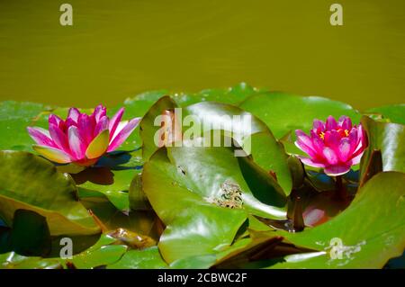 Water Lilly nom Latin nymphaea rouge Weymouth Banque D'Images