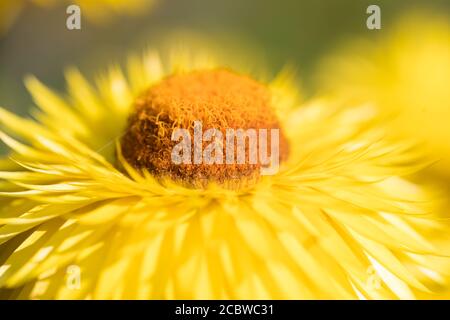 Belle fleur jaune de paille ou fleur éternelle, Xerochrysum bracteatum Banque D'Images