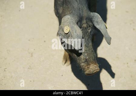 Le cochon cinta senese, très ancienne race toscane de cochon, cochons noirs avec une ceinture blanche. Célèbre pour son excellente viande - Sinalunga -si - tenuta la Fratta Banque D'Images