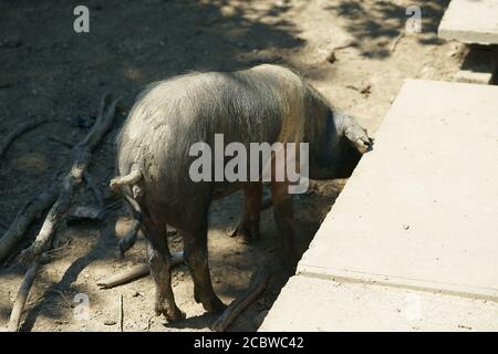 Le cochon cinta senese, très ancienne race toscane de cochon, cochons noirs avec une ceinture blanche. Célèbre pour son excellente viande - Sinalunga -si - tenuta la Fratta Banque D'Images