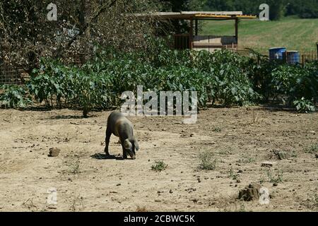 Le cochon cinta senese, très ancienne race toscane de cochon, cochons noirs avec une ceinture blanche. Célèbre pour son excellente viande - Sinalunga -si - tenuta la Fratta Banque D'Images