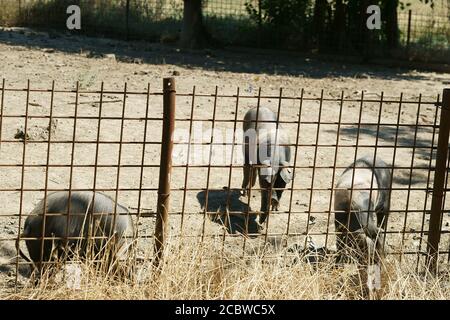 Le cochon cinta senese, très ancienne race toscane de cochon, cochons noirs avec une ceinture blanche. Célèbre pour son excellente viande - Sinalunga -si - tenuta la Fratta Banque D'Images