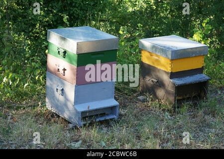 Apicole dans la forêt, les maisons d'abeilles, ferme d'abeilles, Monterongriffoli, près de San Giovanni d'asso, Montalcino, province de Sienne, Toscane, Italie Banque D'Images