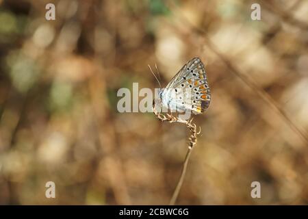 ICARO (Polyommatus icarus), papillon bleu commun, adulte unique reposant sur l'herbe. Toscane, Italie Banque D'Images