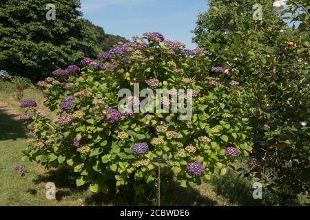 Fleurs d'été Purple Mophhead Hydrangea macrophylla 'Altona' dans un jardin des bois dans le Devon rural, Angleterre, Royaume-Uni Banque D'Images