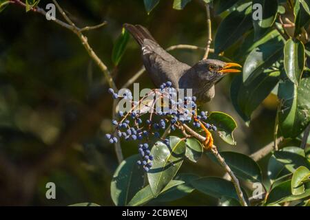 Oiseau de grive d'olive perché sur un arbre de sureau connu sous le nom Turdus olivaceus dans le jardin Banque D'Images