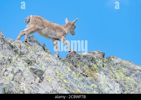Jeune ibex sur la crête de montagne (Capra ibex) Banque D'Images