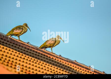 Hada Ibis ou Hadeda connu sous le nom de Bostrychia hagedash fait bruyant Note et est un natif de l'Afrique sub-saharienne Banque D'Images