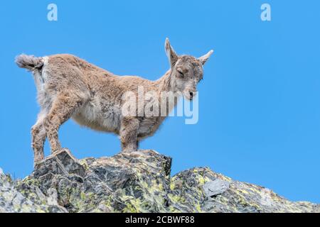 Jeune ibex avec ciel bleu sur fond (Capra ibex) Banque D'Images