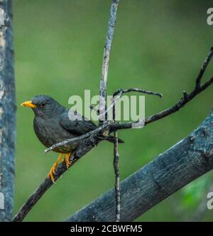 Oiseau de grive d'olive perché sur un arbre de sureau connu sous le nom Turdus olivaceus dans le jardin Banque D'Images