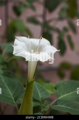 Fleur Datura blanche (pomme Thorn) Banque D'Images