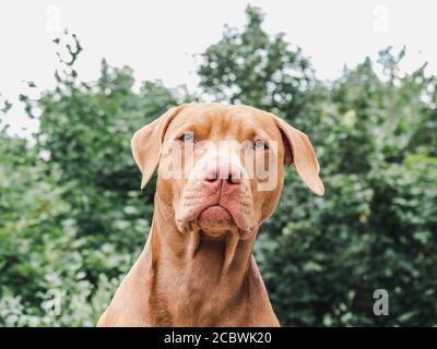 Adorable, joli chiot de couleur chocolat. Libre Banque D'Images
