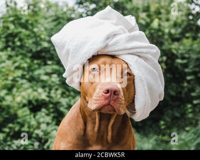 Adorable, joli chiot de couleur chocolat. Libre Banque D'Images