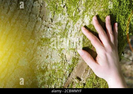 Les mains des femmes épousent un arbre. Banque D'Images