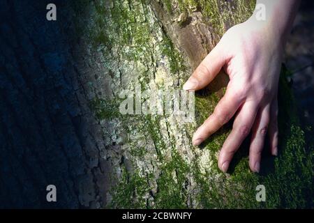 Les mains des femmes épousent un arbre. Effet Instagram Banque D'Images