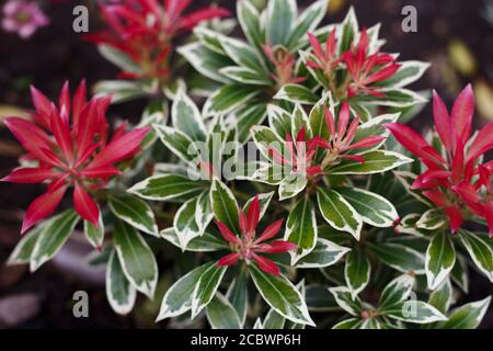 Rouge et vert - Pieirs Japonica, Flaming Silver - Bishop Auckland, comté de Durham Banque D'Images