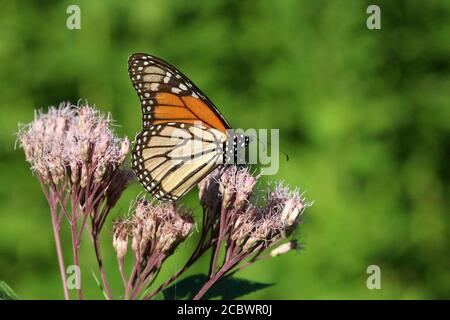 Papillons monarques sur Loosestrife violet Banque D'Images