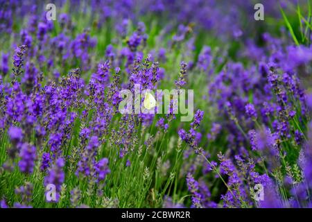 Champ de lavande en pleine floraison en Hongrie. Banque D'Images