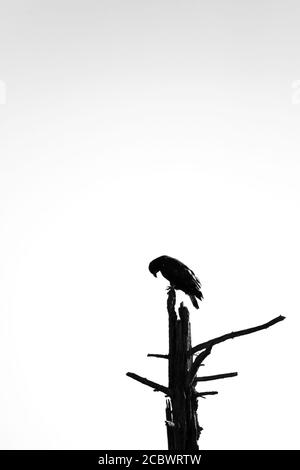 Silhouette d'aigle à tête blanche (Haliaeetus leucocephalus) perçant sur un arbre mort dans le nord du Wisconsin, noir et blanc, vertical Banque D'Images