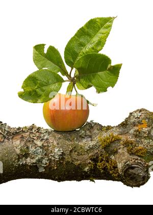 pomme mûre sur une branche d'arbre isolée sur fond blanc Banque D'Images