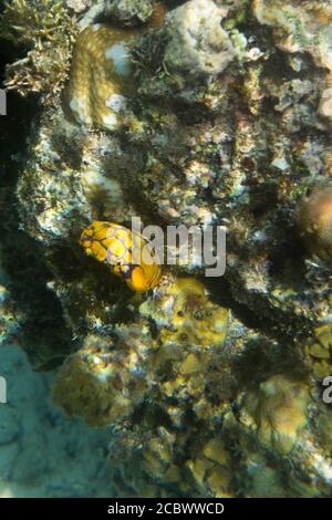 Squirt de la mer jaune, polycarpa aurata, sur l'île Togienne, Indonésie Banque D'Images