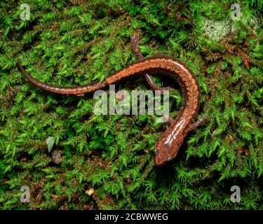 Face et corps de Salamandre à dos rouge de l'est sur une roche mossy vue dans le parc national de Shenandoah, Virginie, États-Unis Banque D'Images