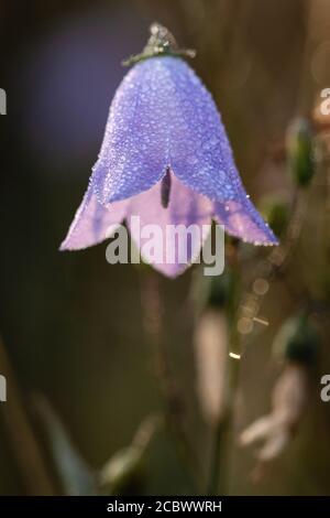 Fleur de cloche de lièvre violet recouverte de rosée (Campanula rotundifolia) Prendre la lumière du soleil tôt le matin dans le Suffolk Banque D'Images