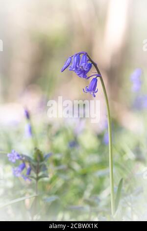 Un Bluebell (jacinthoides non-scripta) qui grandit dans un ancien bois de Norfolk à Wayland Wood Banque D'Images