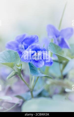 Violettes pour chiens (Viola riviana) Grandir ensemble au début du printemps dans une forêt de Norfolk Banque D'Images