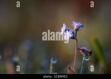 La petite fleur oubliée-me-pas (arvensis myosotique) est couverte de rosée qui est attrapée par le soleil tôt le matin à Cambridgeshire à Fen Drayton Banque D'Images