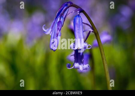 Le bluebell (jacinthoides non-scripta) pousse au printemps dans la forêt de Cambridgeshire à Waresley dans cette image noire et blanche Banque D'Images