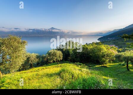 Oliveraies, prairies de montagne et villages sur les pentes de Monte Baldo au nord du lac de Garde au soleil du matin, Vénétie, Trentin, Italie Banque D'Images