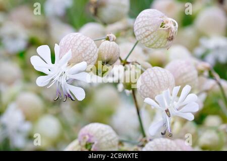 Campion vessie (silène vulgaris), gros plan montrant les fleurs blanches et le grand tube vésical ou calice gonflé semblable à la vessie. Banque D'Images