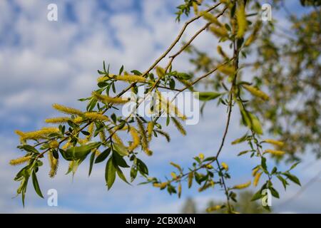 Branche de saule blanc en fleurs contre le ciel bleu. Banque D'Images