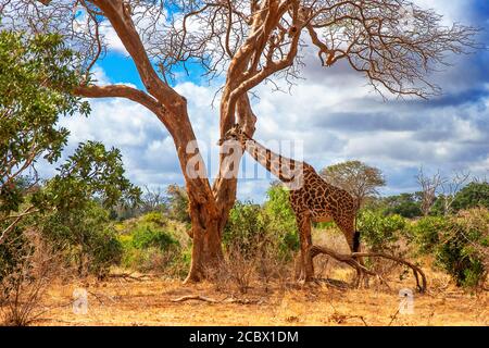 Maasai girafe de Giraffa camelopardalis tippelskirchi dans le parc national de Tsavo-est, Kenya Banque D'Images