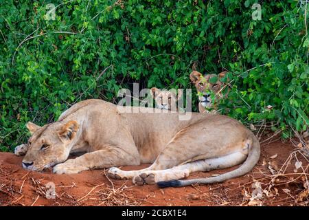 Lion féminin ou Panthera leo avec chiots dans le parc national de Tsavo, Kenya, Afrique Banque D'Images