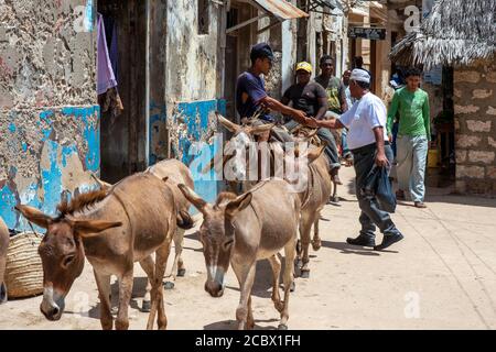 Des hommes à cheval sur des ânes sur la rue principale de la ville de Lamu à l'île de Lamu, Kenya. Banque D'Images