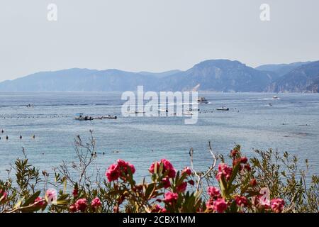 L'oléander fleurit sur fond montagnard de la mer thyrénienne Banque D'Images