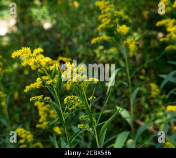 Solidago Gigantea, grande verge d'or, tête jaune. Reveley Lodge Trust Gardens, Hertfordshire, Royaume-Uni. Jardins publics et Maison d'intérêt historique. Banque D'Images